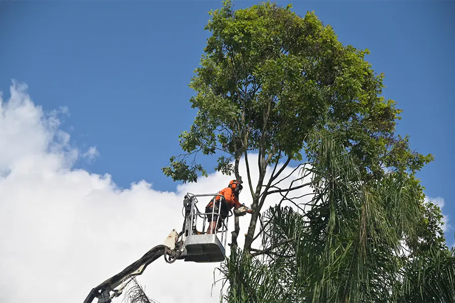 Affordable Tree Service for Quality Care and Maintenance in Lithonia, GA Affordable Tree Service for Quality Care and Maintenance in Lithonia, GA